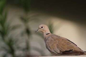 Urban Dove
