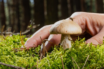 hand reaches for a mushroom in an autumn forest