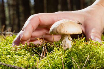 hand reaches for a mushroom in an autumn forest