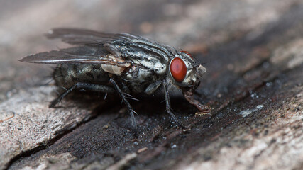 close up of fly