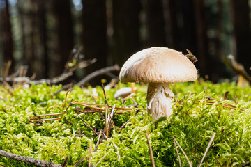 close-up of Cortinarius caperatus mushroom in autumn forest among moss