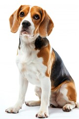 A beagle dog sitting on a white surface, looking directly at the camera