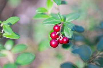 close-up of lingonberries in autumn forest among moss