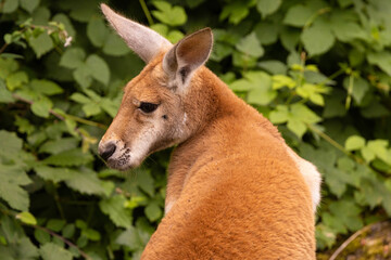 Portrait of an Australian medium sized kangaroo in selective focus