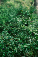 Swedish blueberries in wild forest whit lots of greens. Blueberries are in focus.