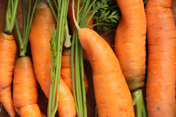 Fresh carrots on a wooden background. Autumn harvest.