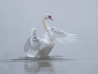 un cygne dans le brouillard © delphine
