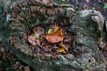 arbre et feuilles à l'automne