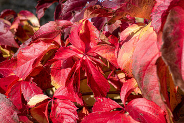 feuilles des arbres &agrave; l'automne
