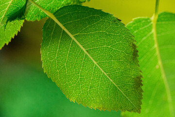 feuille verte sur fond vert