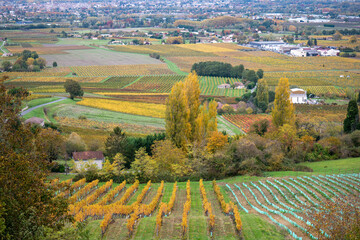 les vignes au couleur de l'automne