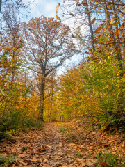 Fototapeta premium paysage d'automne