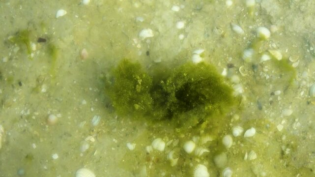 Ecology. Clusters of sea algae moves in shallow due wind and waves. Green filamentous alga Cladophora as basis of small mobile animals-plants assemblage on bottom. Accumulation of thalloms forms mats