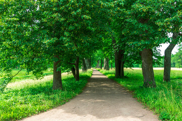A path through a forest with trees on either side