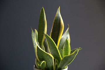 Succulent plant against grey backdrop