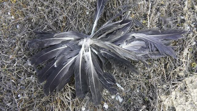 A ball of black feathers. The remains of the sea raven