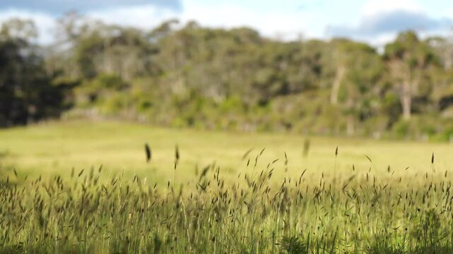 long native grasses on a regenerative agricultural farm. pasture in a grassland in the bush in australia in spring in australia