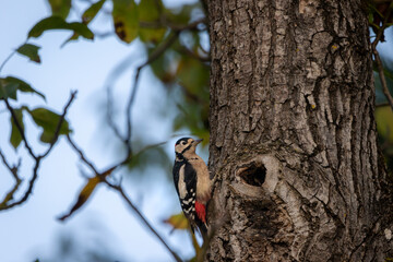 A Great spotted woodpecker (Dendrocopos major) perched on a walnut tree with blue sky in background.
