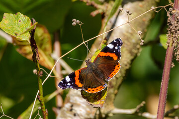 Red admiral butterfly (Vanessa atalanta) enjoying some late summer sunshine.