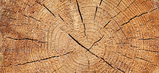 Fototapeta premium A large piece of wood with many cracks and holes. The wood is brown and has a rough texture