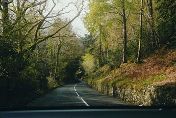 road in the forest