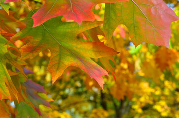 Autumn colored leaves on tree branches in the park.