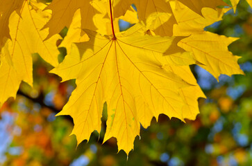 Autumn colored leaves on tree branches in the park.