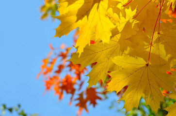 Autumn colored leaves on trees against blue sky