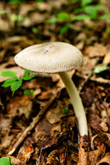 Grayson Highlands State Park, VA