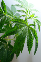 Large leaves of marijuana on a dark background. Growing medical cannabis.