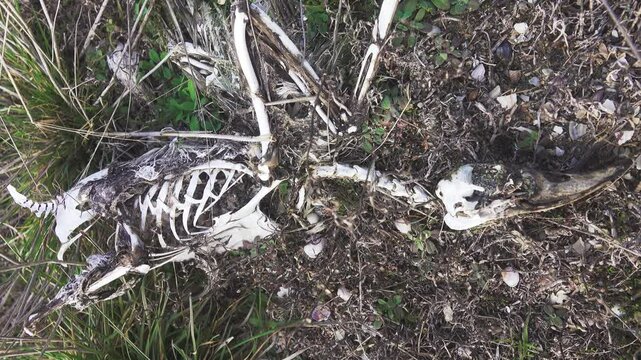 Mors. Natural reliquary with the remains, living without covers. A duck in the form of a skeleton