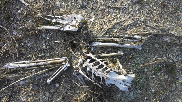 Mors. Natural reliquary with the remains. A seagull in the form of a skeleton