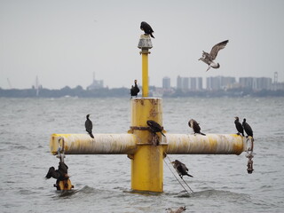 Kormorany suszące skrzydła i nadlatująca mewa © EwaAF