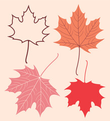 Red maple leaf. Isolated maple on white background