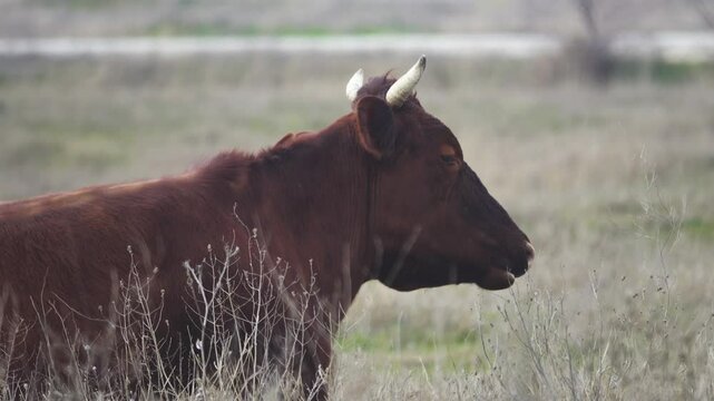 The cow is chewing the cuddy (grazing animal), the chewing reflex. The monotonous movement of the jaws and the regurgitation of a new portion of grass