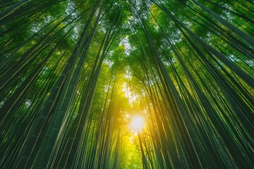 Serene Bamboo Grove Bathed in Golden Sunlight