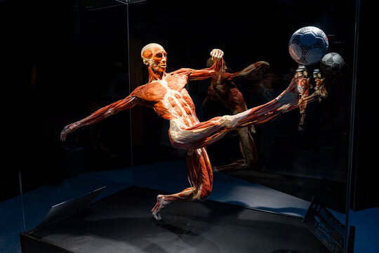 Famous anatomy exhibition Body Worlds