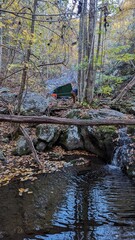 stream in the forest