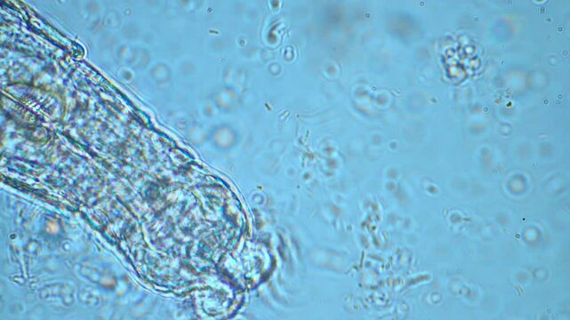 agronomist with a soil sample with soil life and bugs. microorganisms storing carbon with fungi and bacteria from a farm