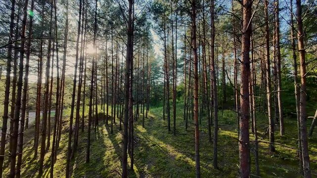  Drone footage of sunlight streaming through tall pine trees in a dense forest. Long shadows are cast on the forest floor, creating a peaceful and serene atmosphere. High quality 4k footage
