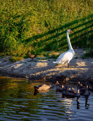 Adult swan on th shore of pond with young birds. Sunny day