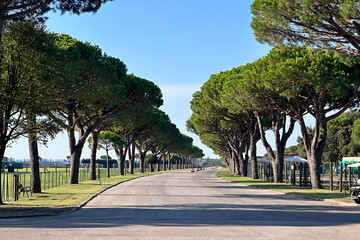 road running through tree alley. Beautiful landscape.