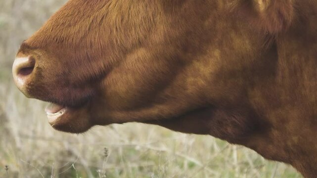 The cow is chewing the cuddy (grazing animal), the chewing reflex. The monotonous movement of the jaws and the regurgitation of a new portion of grass. Close-up