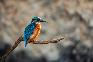 Common Kingfisher Sitting on a Branch Observing Surroundings