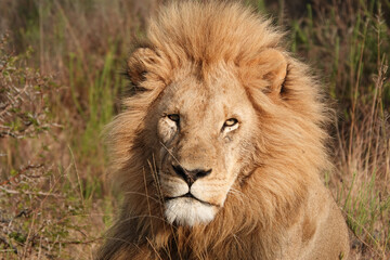 Obraz premium Lion in the grass