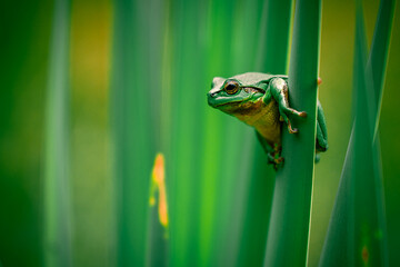 Common Tree Frog Climbing and Hiding on a Cattail Plant