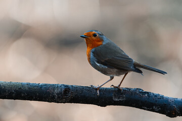 Cute European Robin (Erithacus rubecula) Perched on a Branch with Blurred Background