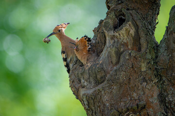 Hoopoe feeding chick at nest hole with green bokeh background