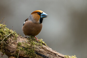 Hawfinch on a Mossy Branch in the Forest, Close-Up