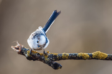 Long-tailed tit on a branch in a spring forest, close-up, looking at the camera